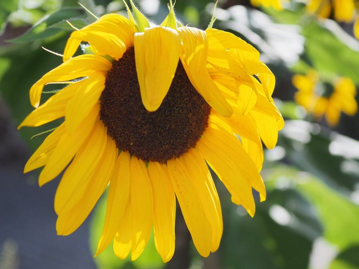 sunflower, yellow, nature, blossom, close-up, late summer, september, autumn, garden, leaves, botany, light, summer flower, bee, pollen, fresh, meadow, golden hour, insect, outdoors, background