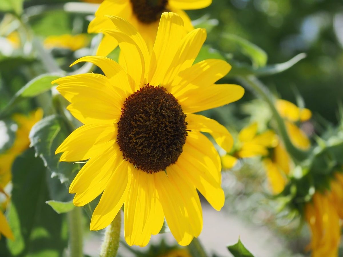 sunflower, flower, yellow, nature, summer, botany, closeness, macro, garden, sunny, leaves, bright, beauty, flower garden, sunlight, landscape, outdoors, background, variety, external
