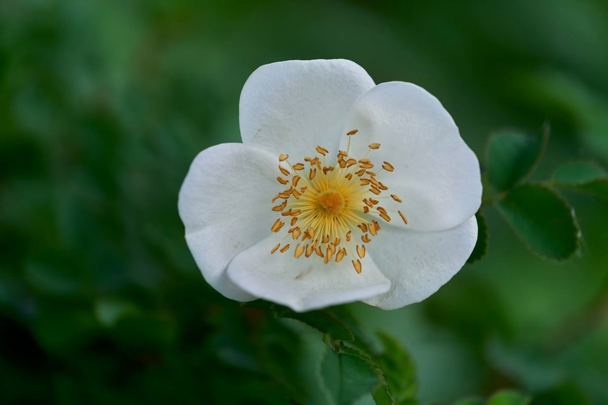 wild rose, white flower, rose center, closeup, stamens, macro photography, spring, summer, blossom, petals, botanical, nature, green background, flower, wildflower, dog rose, delicate, natural beauty, countryside
