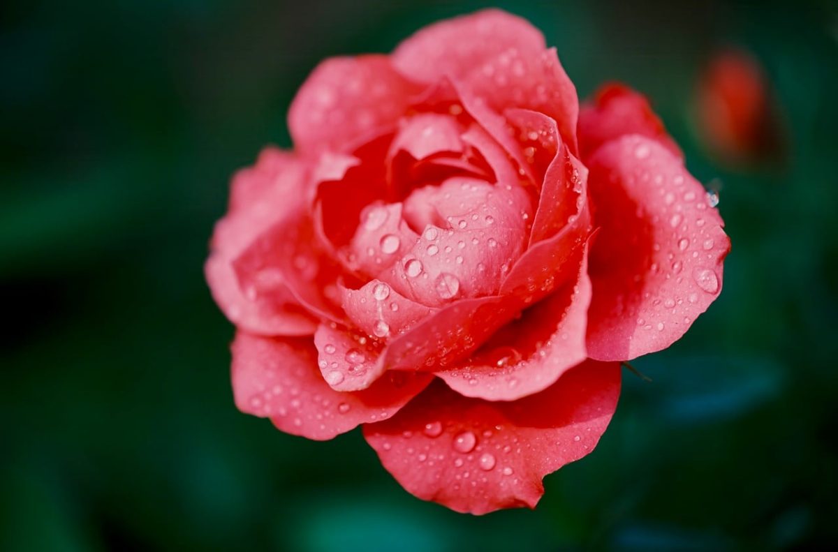 rose, pink rose, water droplets, rose flower, dew, bloom, macro, garden, petals, blossom, spring, summer, botanical, nature, closeup, fresh, romantic, green background, deep pink, wet, natural beauty, delicate