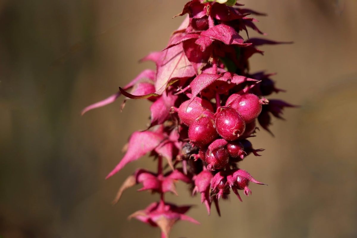 leycesteria, fruits, berries, seeds, red, nature, garden plant, green background, botany, exotic, flowering, decorative, twigs, gardening, formosa, spring, garden design, blooming