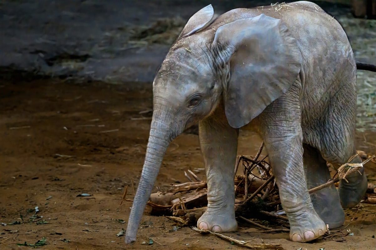 elephant calf, animal baby, calf, mammals, wilderness, animal, nature, africa, rugged, wild, safari, young elephant, large mammal, jungle, conservation, zoo, nature reserve, endangered species, biotope, savanna