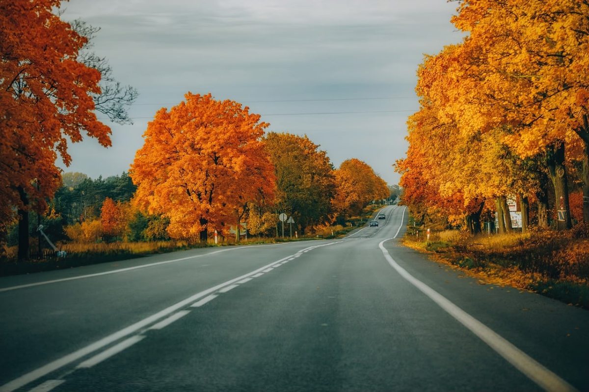 autumn, road, trees, orange, autumn landscape, forest, road signs, tranquility, nature, landscape scene, hiking, october, road without people, silence, road scene, countryside landscape, lanes, november, dreary weather, panoramic view