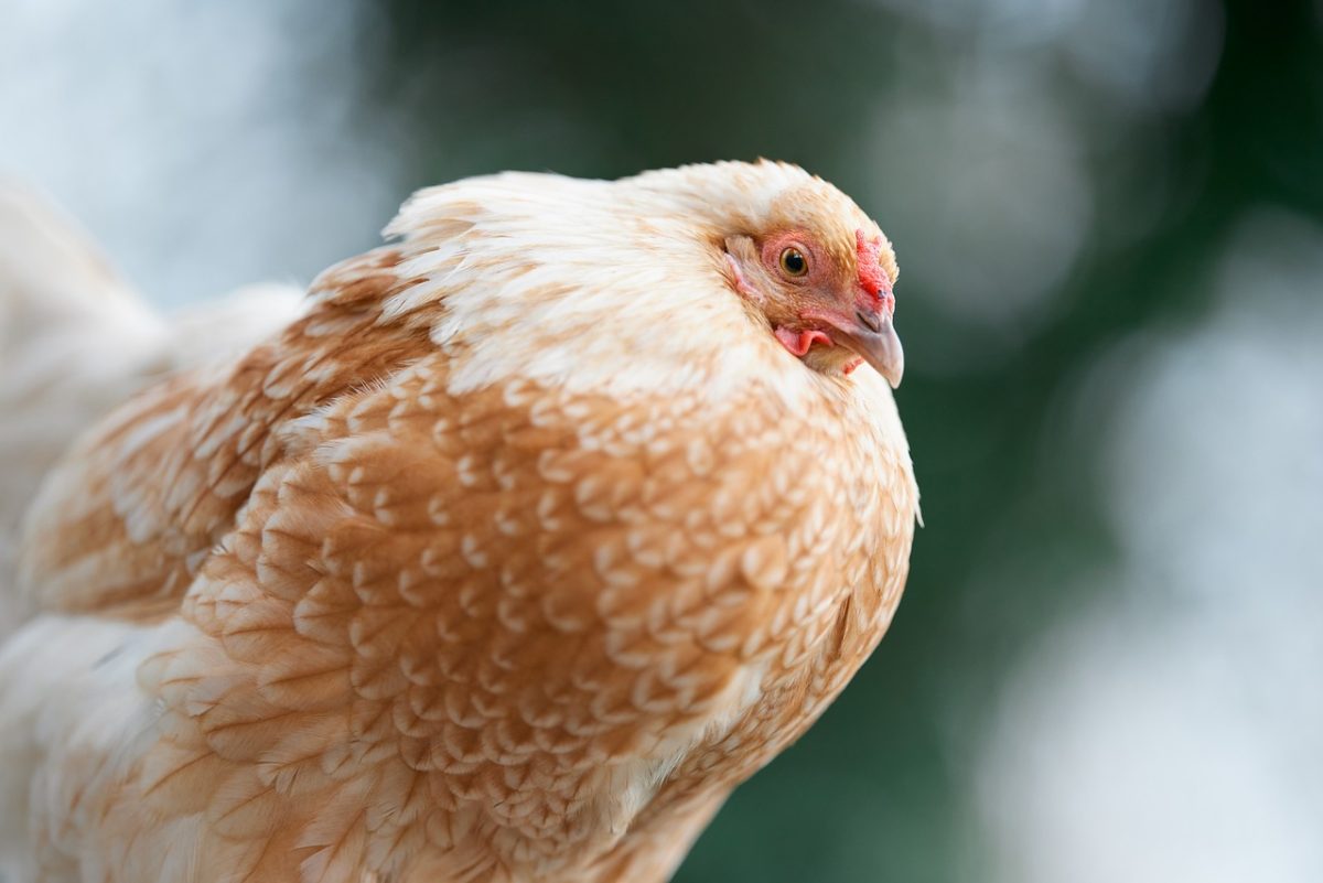 hen, bird, feathers, close-up, animal, agriculture, countryside, organic, comb, eye, beak, rural, domesticated, farm, beige, nature, portrait, poultry, livestock, natural