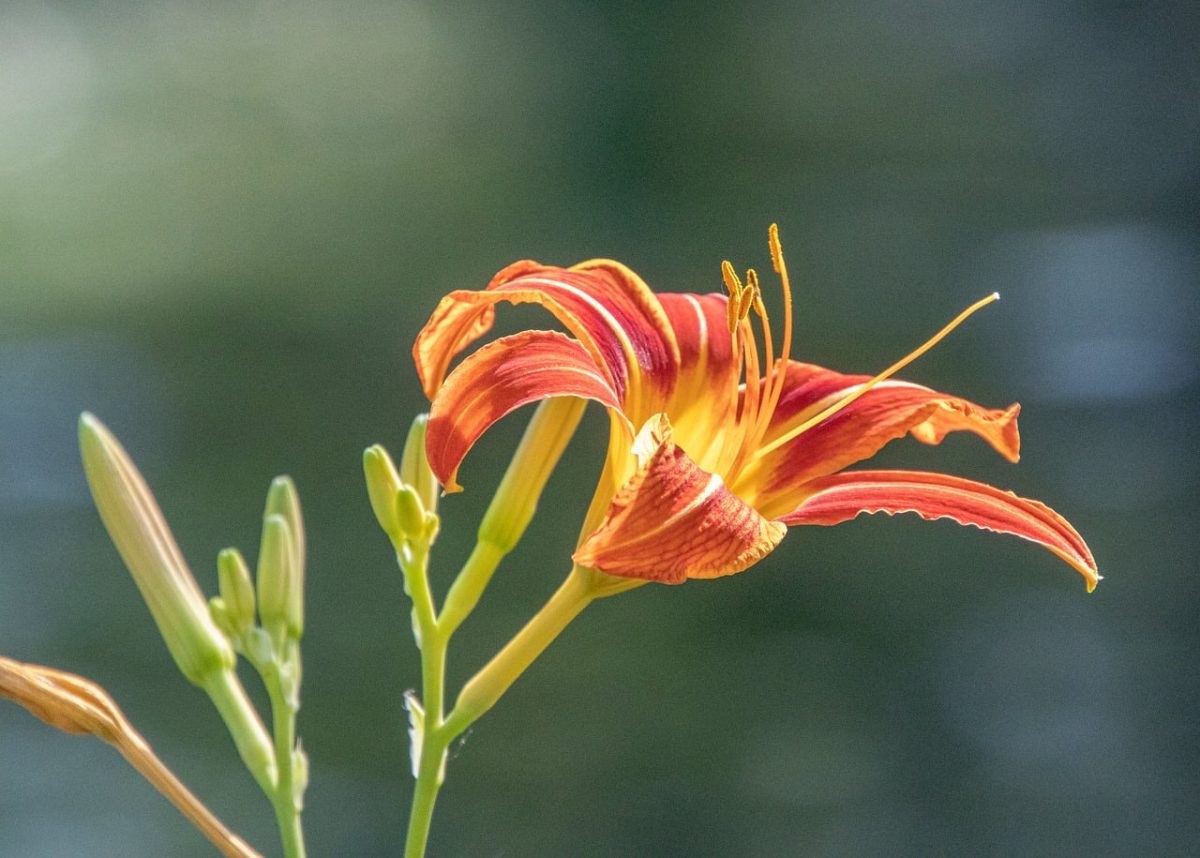 flower, daylily, petal, plant, garden, botany, summer, foliage, nature, detail, outdoor, yellow, orange, beauty, macro, natural light, blossom, blooming