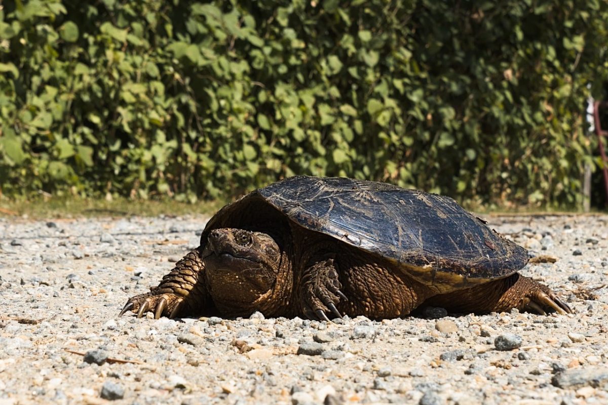 turtle, reptile, wildlife, nature, shell, snapping, snapper, animal, beach, afternoon, stone, shade, sunny, black, walk, warm, dirt path