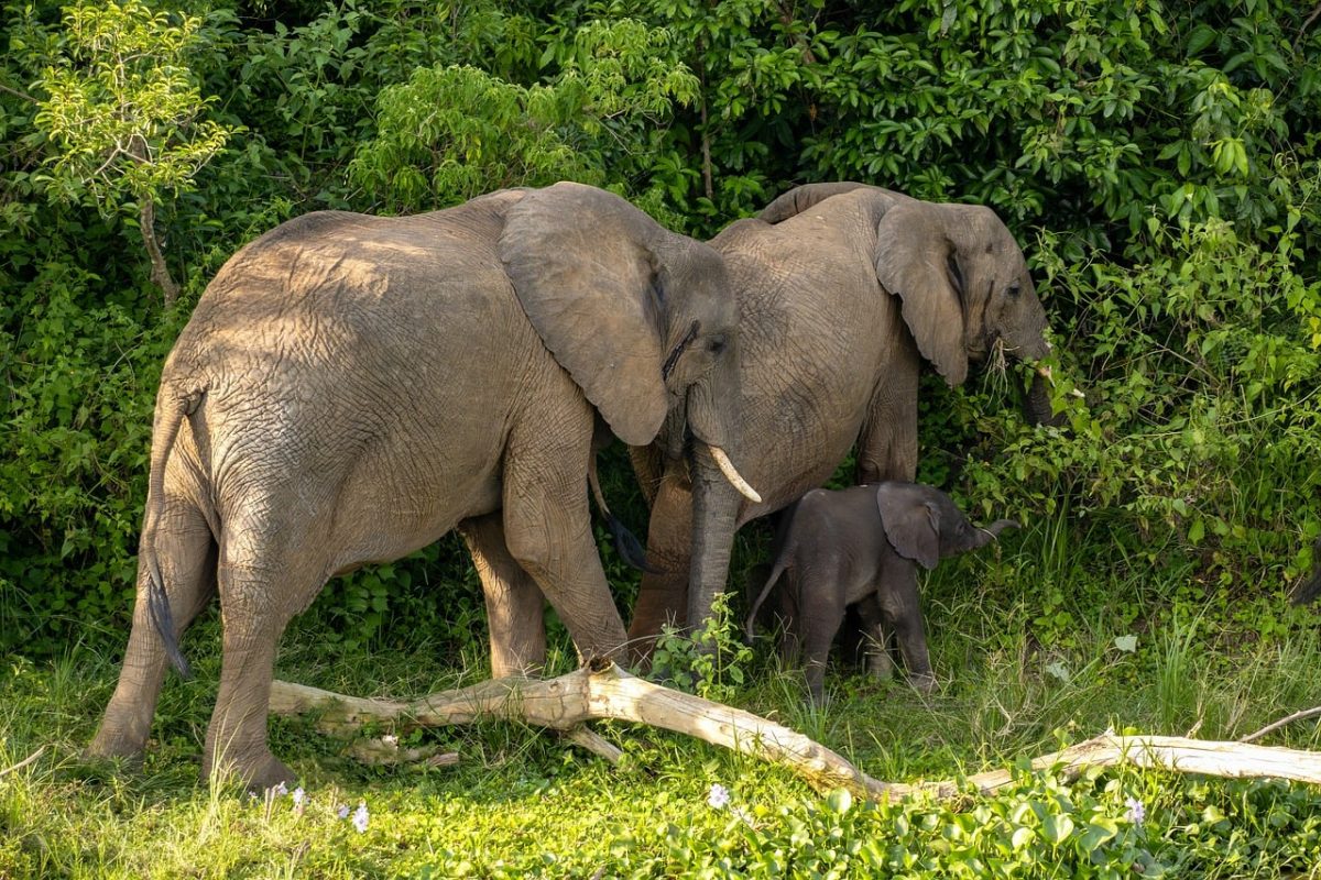 elephants, elephant calf, wildlife, safari, nature, family, uganda, green, wilderness, natural environment, mammals, walk, savannah, conservation, ecosystem, hiking, bush, motherhood, grass