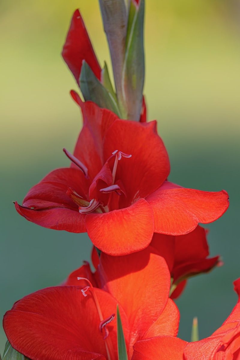 flower, gladiolus, red, macro, natural, beauty, petal, garden, vertical, nature, bright, stunning, spring, blurred background, romantic, beauty of nature, summer, fresh, fragrance