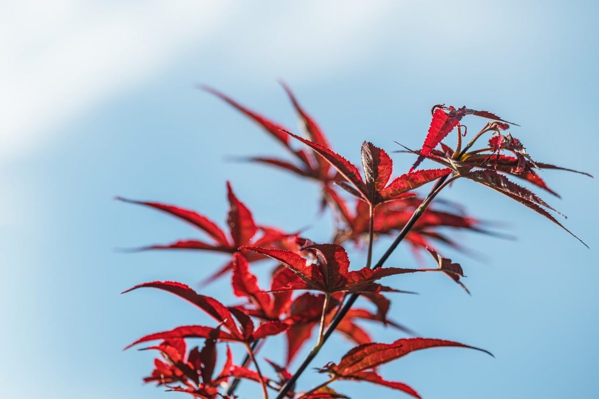 autumn, leaves, red, tree, maple, sky, nature, japanese maple, blue, bright, fresh, branches, outdoor, flower, edges, background, natural, beauty, season, morning