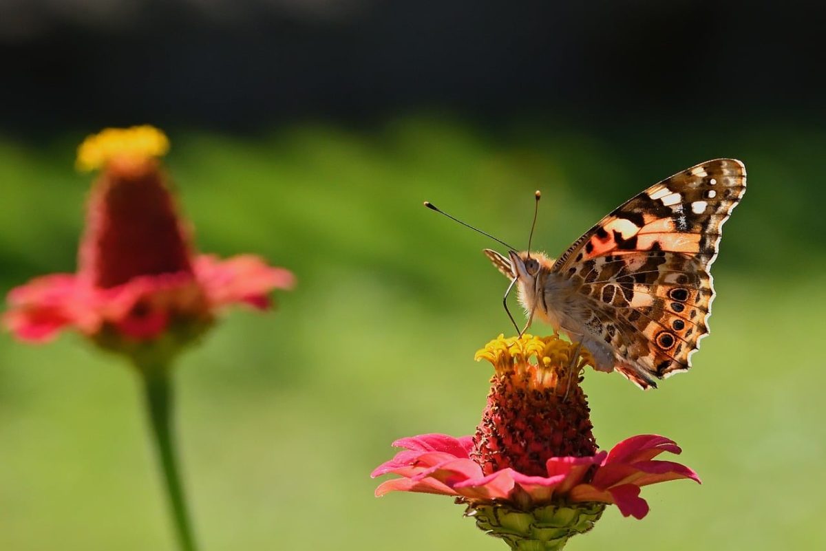 butterfly, zinnia, wings, nature, autumn, garden, macro, close-up, bloom, colorful, insect, eye-catching, biology, wild, details, blurred, summer season, ecosystem, natural, outdoors, hummingbird