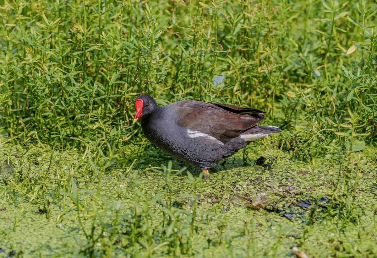 wetland, swamp, bird reserve, water bird, marsh bird, bird footprint, green, wildlife, puddle, pond, bird eye, red beak, water reservoir, water plant, animal photo, natural habitat, moorhen, sunny day, bird in water