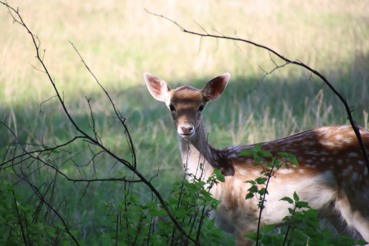 deer, wild, nature, meadow, alert, roe deer, summer, fur pattern, front view, green, quiet, fairytale, peaceful, shadow, rural, camouflage, love of nature, wildlife, natural habitat, cute