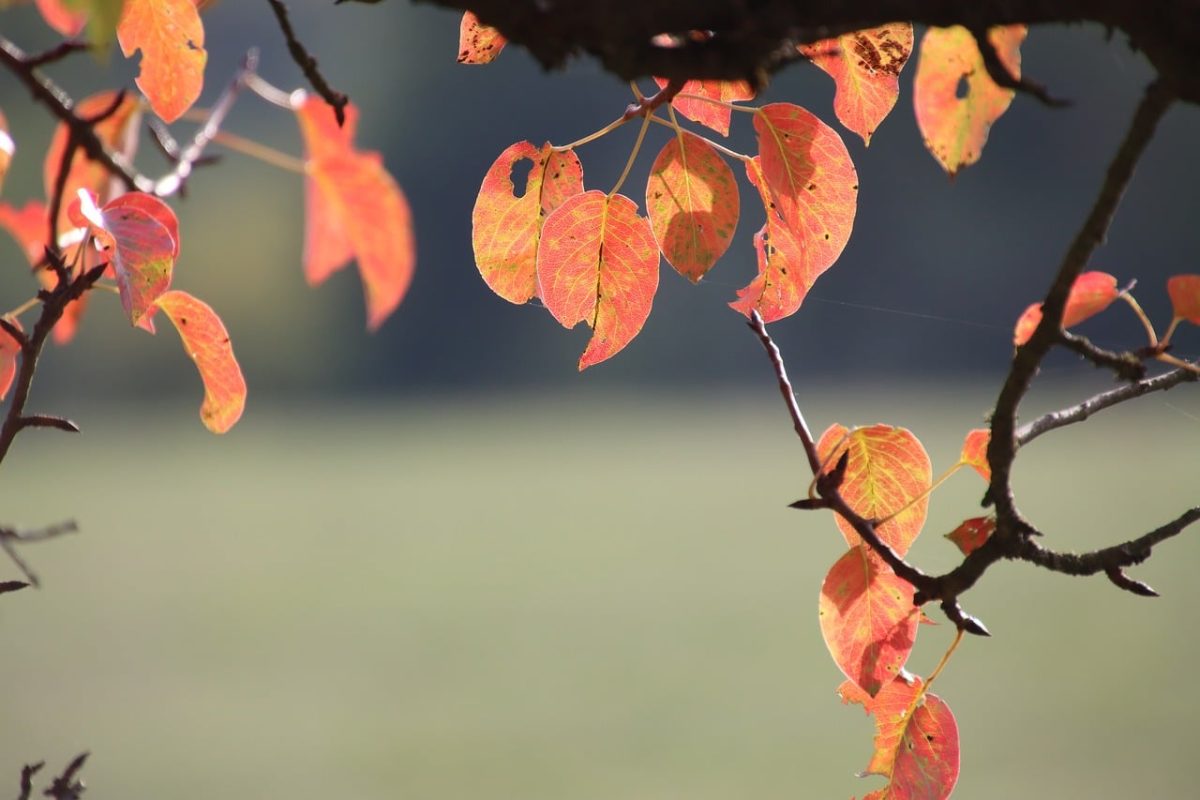 leaves, autumn, nature, branches, fall foliage, orange leaves, pink, beautiful, light, outdoors, background, calm, emptiness, peace, appearance, natural, beautiful colors, seasonal, sign, abstract