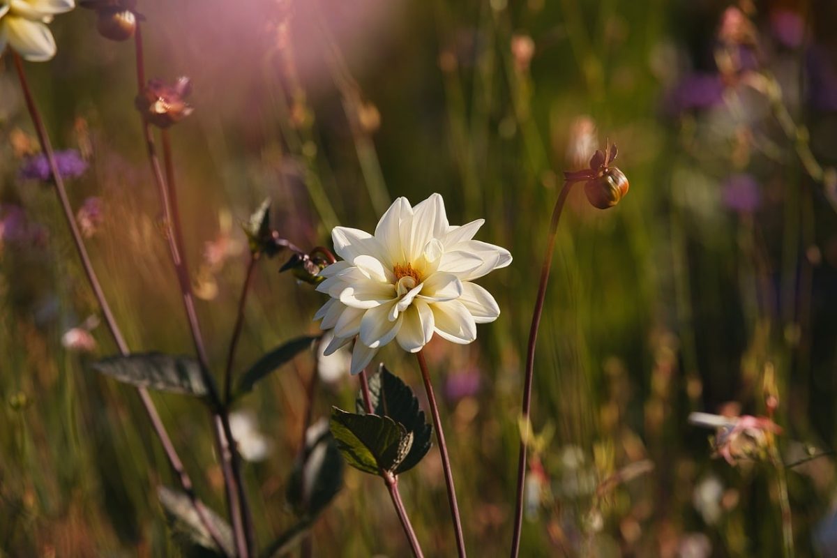 dahlia, flower, nature, garden, blooming, summer, petal, outdoor, detail, green, natural light, macro, background, bright, fresh, creative, field, nature photography