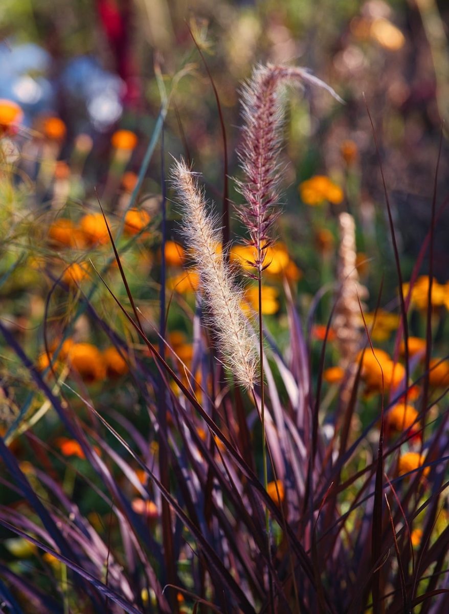 grasses, nature, plants, flowers, summer, colorful, garden, background, wild, decorative, landscape, outdoors, sunrise, pampas grass, natural beauty, grass, radiant, romantic, calm, refreshing