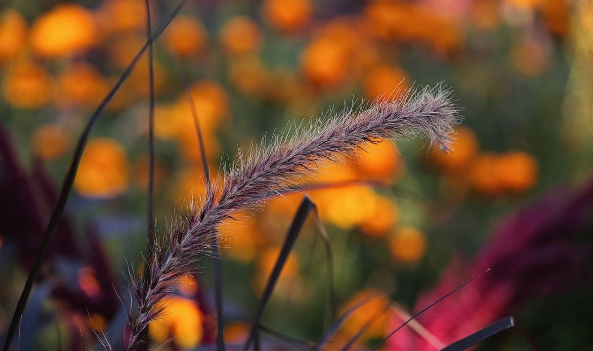 autumn, grasses, flowers, orange shades, bokeh, nature, focal point, aesthetic, grass, blur, autumn leaves, flora, macro, outdoor, background, autumn atmosphere, natural scene, detail, placement, out of focus