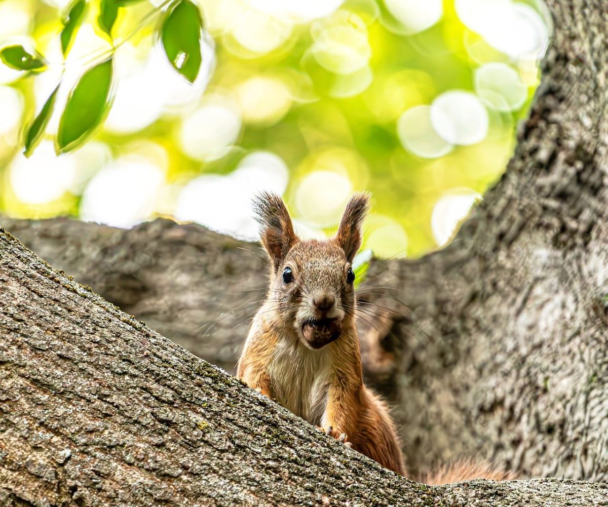 squirrel, rodent, wildlife, acorn, eating, tree branch, bark, hd wallpaper, cute, furry, forest, autumn, park, nature, background, bokeh, green leaves, bright, embodied, wallpaper