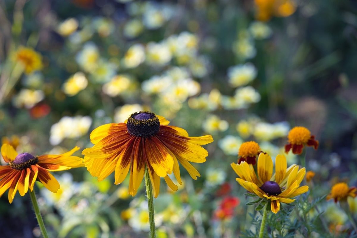 flower, rudbeckia, garden, yellow, outdoors, bokeh effect, colorful, autumn, summer, botany, rural, blooming, natural, beyond, season, applicable