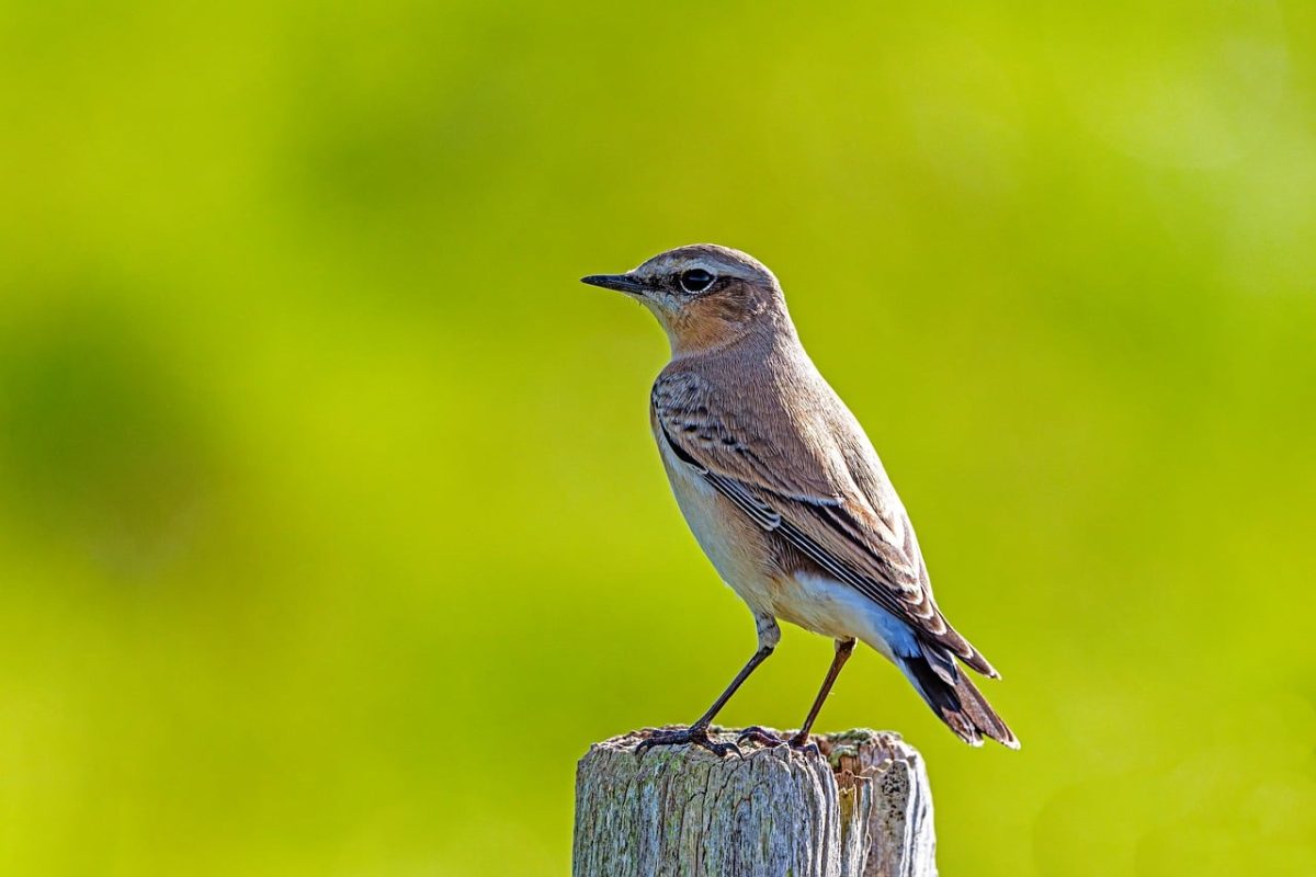 wheatear, songbird, bird on branch, oenanthe, passerine, nature, plumage, birdwatching, summer, outdoors, nesting, high resolution background, outdoor wooden post, bird, ecology, ornithology, observation, biology, natural environment, fauna, czech bird
