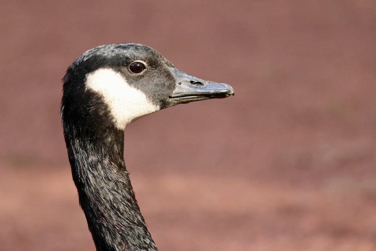 canada goose, waterfowl, bird beak, black and white head, bird profile, feathers, wilderness, beak, natural environment, goose, terrestrial fauna, large bird, grey feathers, animal portrait, wild bird, close-up, bird in nature, ecosystem