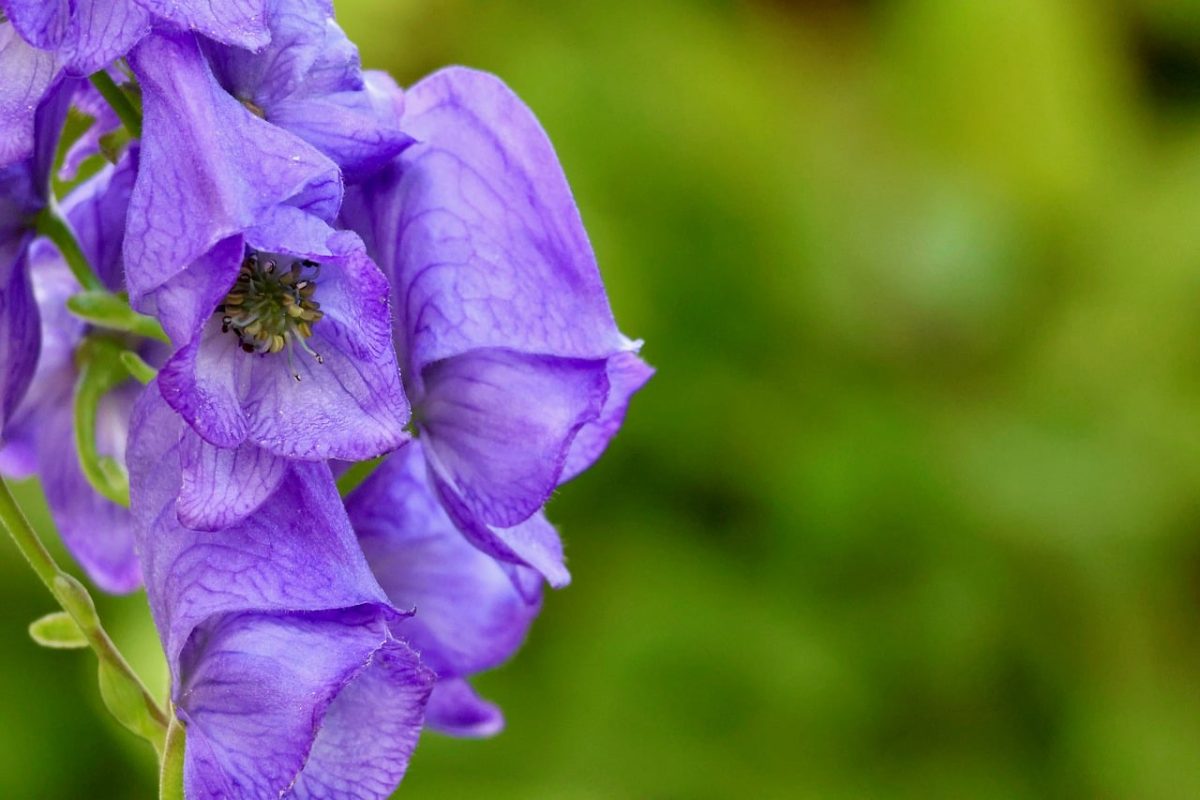 blue monkshood, meadow flower, purple, macro, botany, poisonous, details, close-up, nature, plant, detailed photo, summer flower, flower, water plant, beauty, blooming, fresh, flower enchantment, leaves, countryside