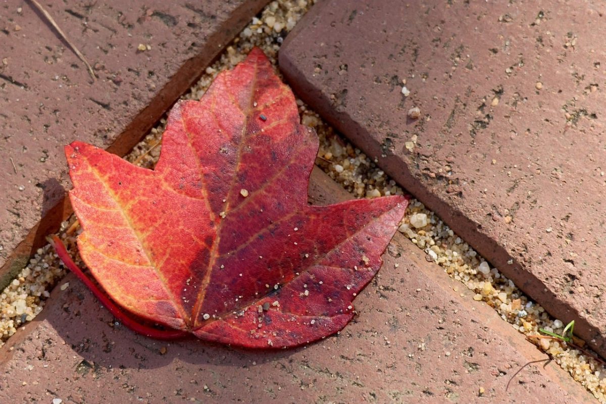 red leaf, autumn color, fallen leaves, brick surface, autumn, close-up, single leaf, natural textures, outdoor, fine sand, autumn mood, earthy color, shading, forest floor, permeable surface, leaf texture, rural atmosphere, natural decoration, agricultural setting, aesthetic depiction, natural contrast