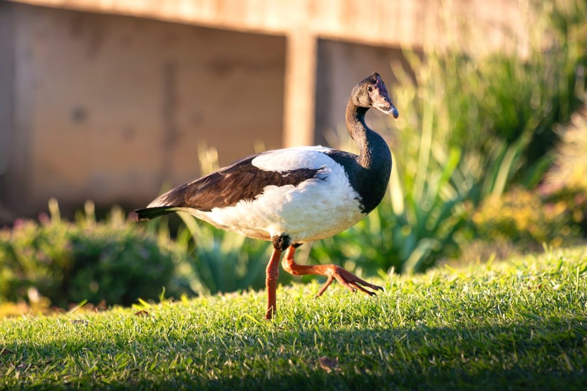 goose, waterbird, animal, wildlife, bird, grass, sunlight, nature, feeding, eastern australia, daytime, walking, fort, pasture, ground level, sunny, black and white, avian, terrestrial