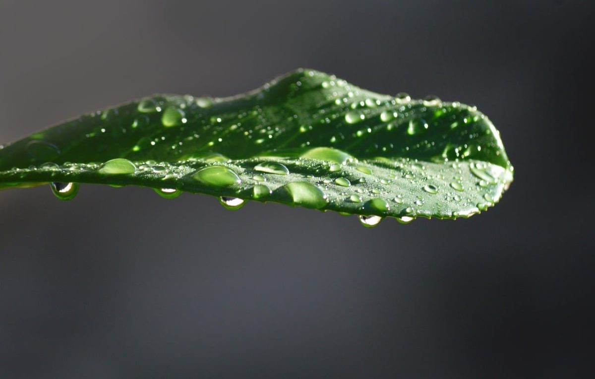 green leaf, dew drops, leaf after rain, wet leaves, nature, macro photography, dewy leaf, liquid, leaf texture, fresh, botany, drop, moist, greenery, garden, ornamental plant, ecology, natural beauty, environment, biology