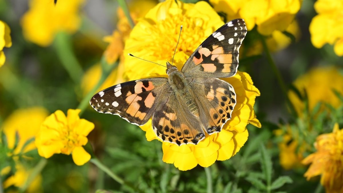 butterfly, painted lady, nature, yellow flowers, summer, beautiful colors, macro photography, detail, pollination, close-up, garden plant, beauty, marigold, outdoor setting, natural motif, garden environment, yellow color, wings, flight, vibrant colors