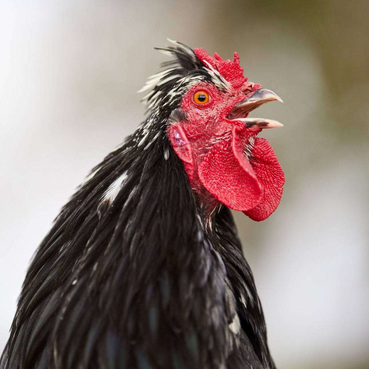 rooster, head, beak, nature, red, black, eye, feather, agriculture, farm, profile, comb, wattle, crowing, poultry, bird, livestock, husbandry, crest