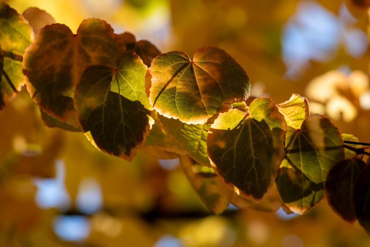 katsura, leaves, autumn, tree, branch, bright, colorful, golden, yellow, green, nature, sunlight, glow