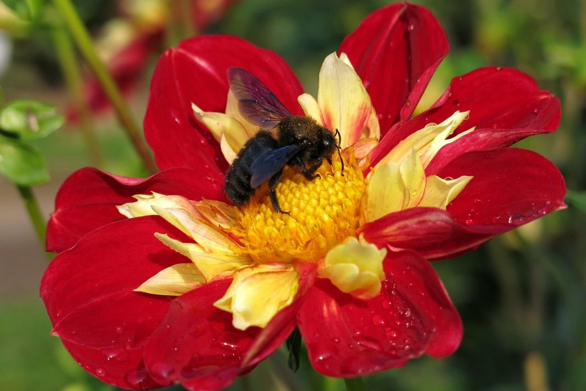 dahlia, bumblebee, nature, flower, close-up, petal, red, yellow, plant, pollination, summer flowers, gardening, dewdrop, vibrant colors, beautiful garden, nature icon, ecology, ornamental plant