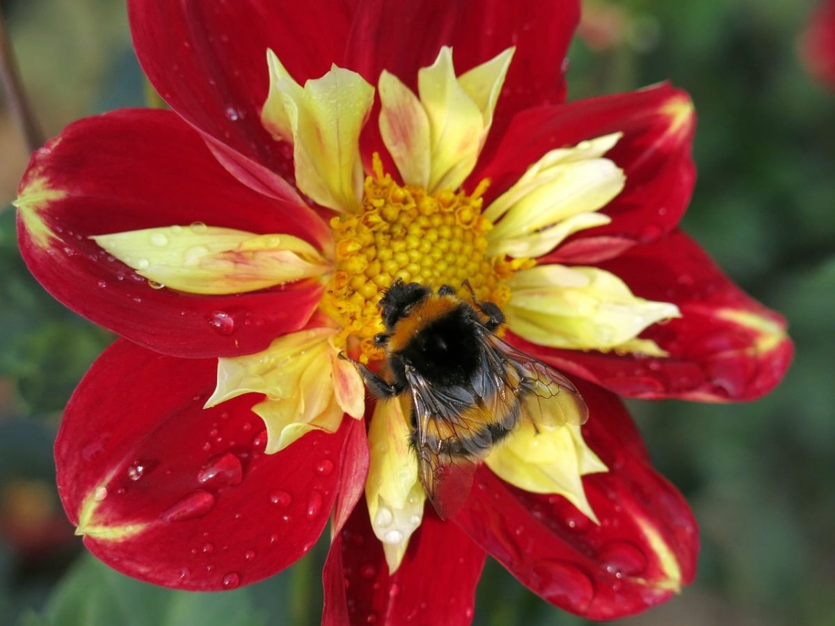 dahlia, nature, flower, bumblebee, petals, dew drops, close-up, red color, garden, colors, green leaves, bright yellow, summer day, bumblebee on flower, flower detail, macro photography, pollinator, biology, environment, natural beauty