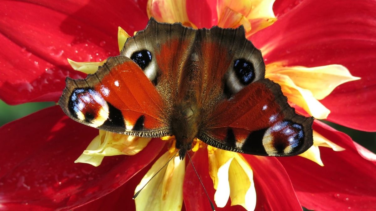 butterfly, dahlia, wings, flower, macro, nature, color, closeup, insect, red, beauty, entomology, decoration, garden, summer, calm, attraction, striking, fragility, observed