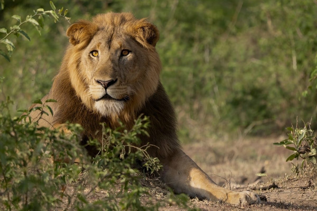 lion, savanna, nature, wildlife, animal, uganda, safari, african, animal portrait, mane, male, hunter, predator, big cat, gaze, rest, charm, protection, enforcement, dominance