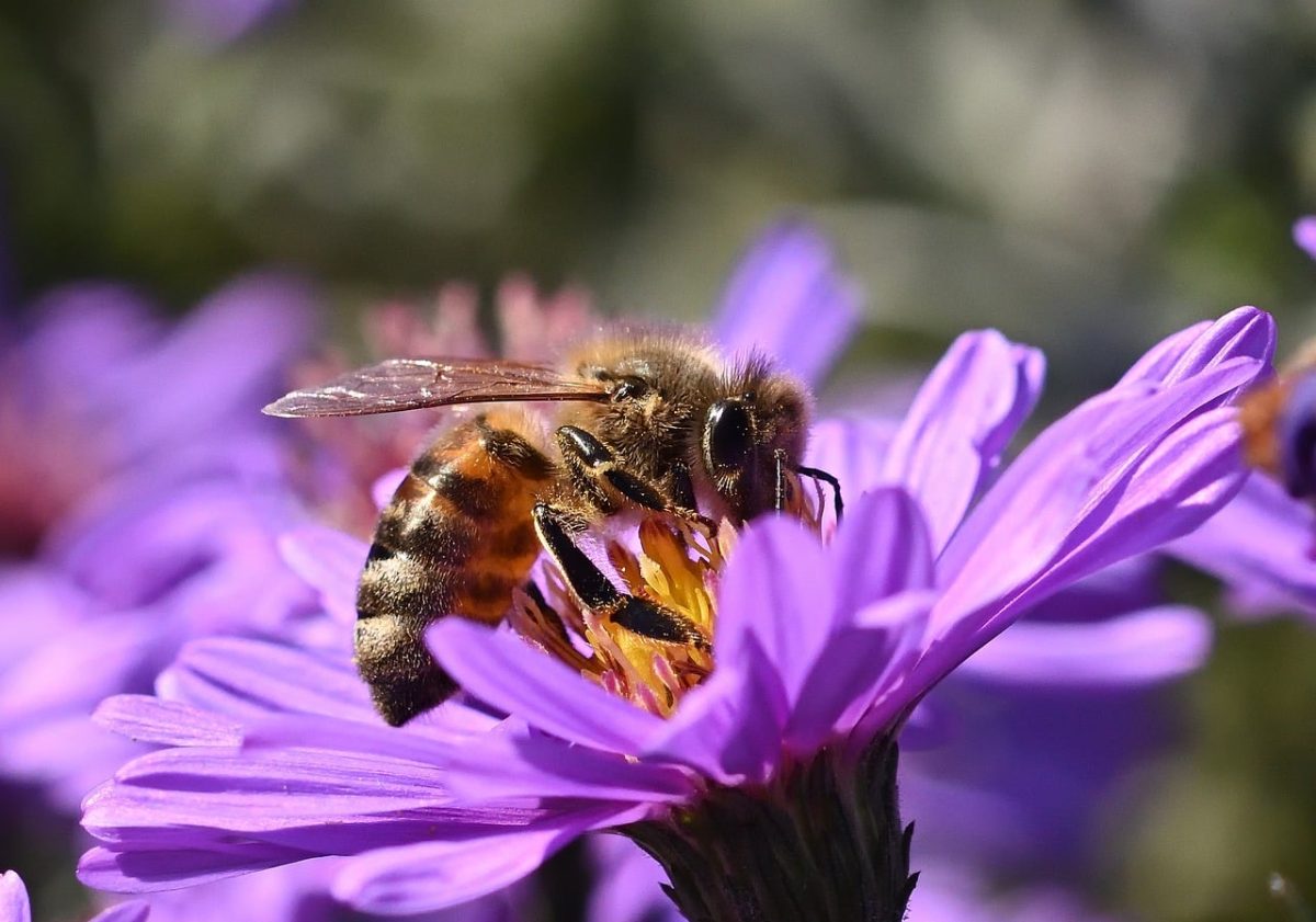 bee, flower, pollination, closeup, purple, pollen, wings, yellow, environment, natural, macro, garden, season, symbiosis, life balance, health, autumn, flight, nature, petals