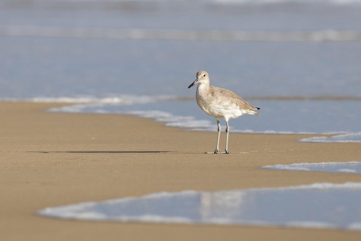 willet, shorebird, beach, tide, wave, water, sand, reflection, bird, nature, seabird, coast, natural habitat, sunny, sandy, sunrise, calm, at sunset, skin, birdwatching