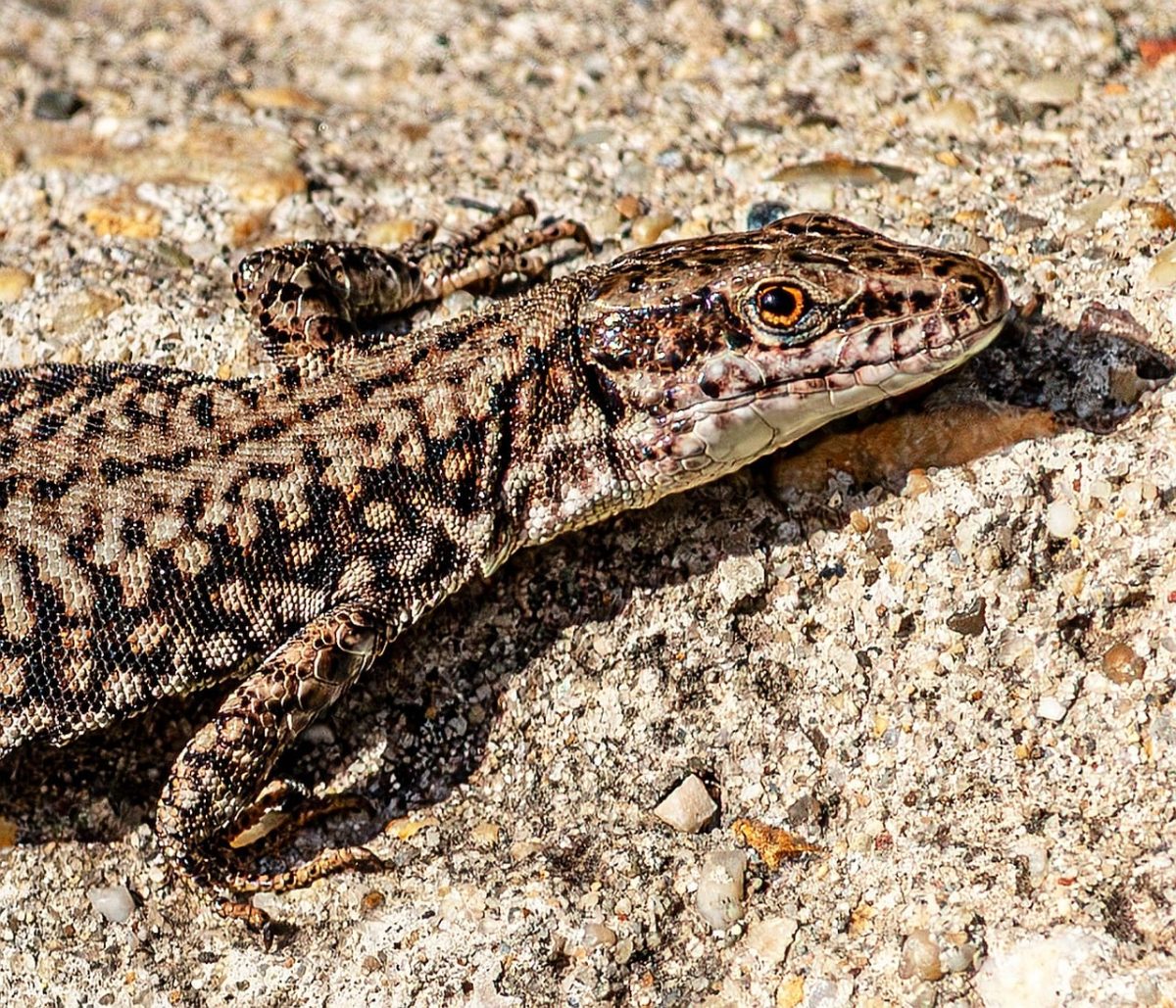 lizard, wall lizard, podarcis muralis, reptile, wildlife, scales, basking, stone, sunbathing, camouflage, texture, background, head, nature, animal, concrete surface, closeup, natural selection, saurian