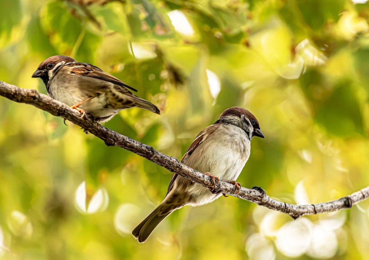 sparrows, birds, pair, branch, tree, leaves, wildlife, nature, bokeh, background, outdoor, wild, feathered, yellow, green, decoration, urban, close-up, animals