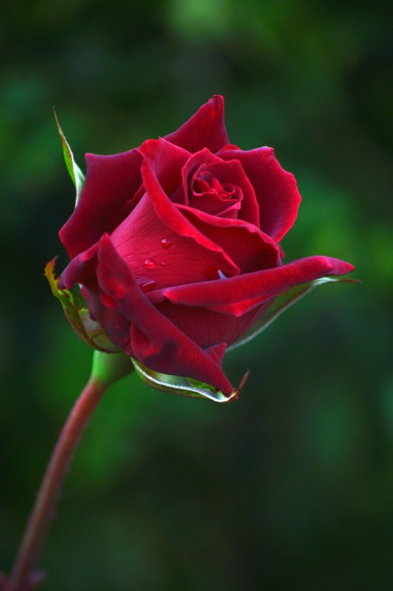rose, red, flower, romantic, beauty, love, nature, dewdrop, bud, valentine, romance, morning, emotional, lovely, delicate, wedding, spring, fresh, light, art