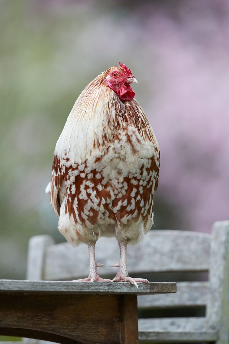 rooster, bird, countryside, spring, feather, table, garden, agriculture, proud, animal, outdoors, spotted, red-yellow, comb, standing, nature, poultry, wattle, feathering, hybrid