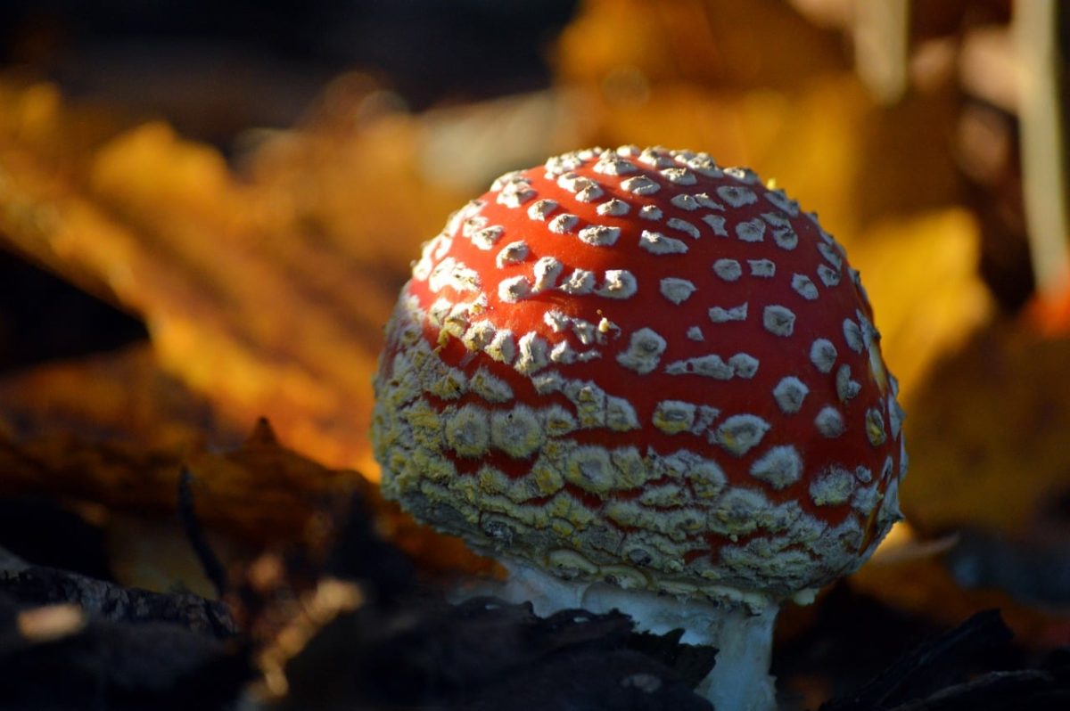 fly agaric, autumn, nature, leaves, red, toxic, mushroom, close-up, forest, natural world, luck, autumn sunlight, yellow, fern, detailed view, decorative, small habitat, quirky, storytelling