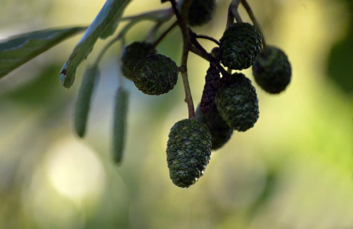black alder, cone, nature, branch, tree, detail, catkin, green color, macro photography, background blur, natural light, early spring, ecosystem, magnification, seasonal change, moist environment, deciduous trees, bark, preferred habitat, wetlands