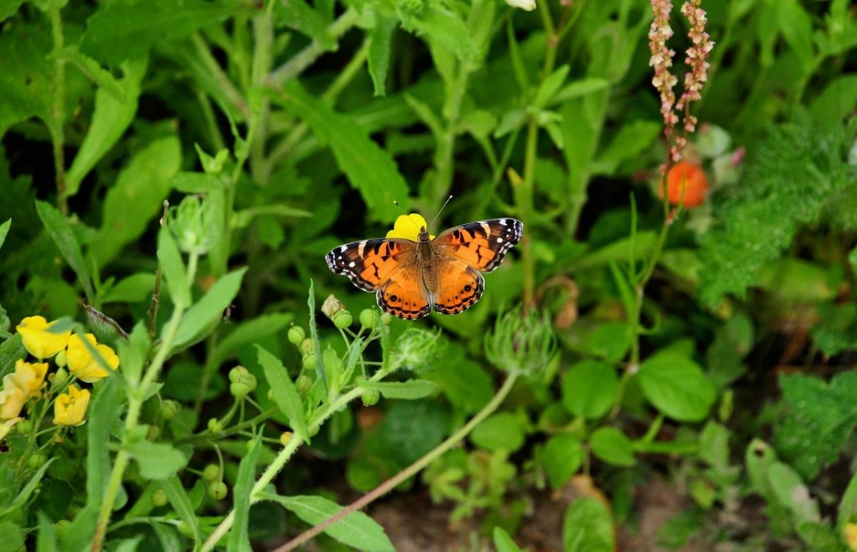 butterfly, nature, insect, pollination, wings, flower, summer, garden, orange, wing pattern, leaves, biotope, macro photography, green, environment, wild, natural world, enjoyment of nature, flora, butterfly garden