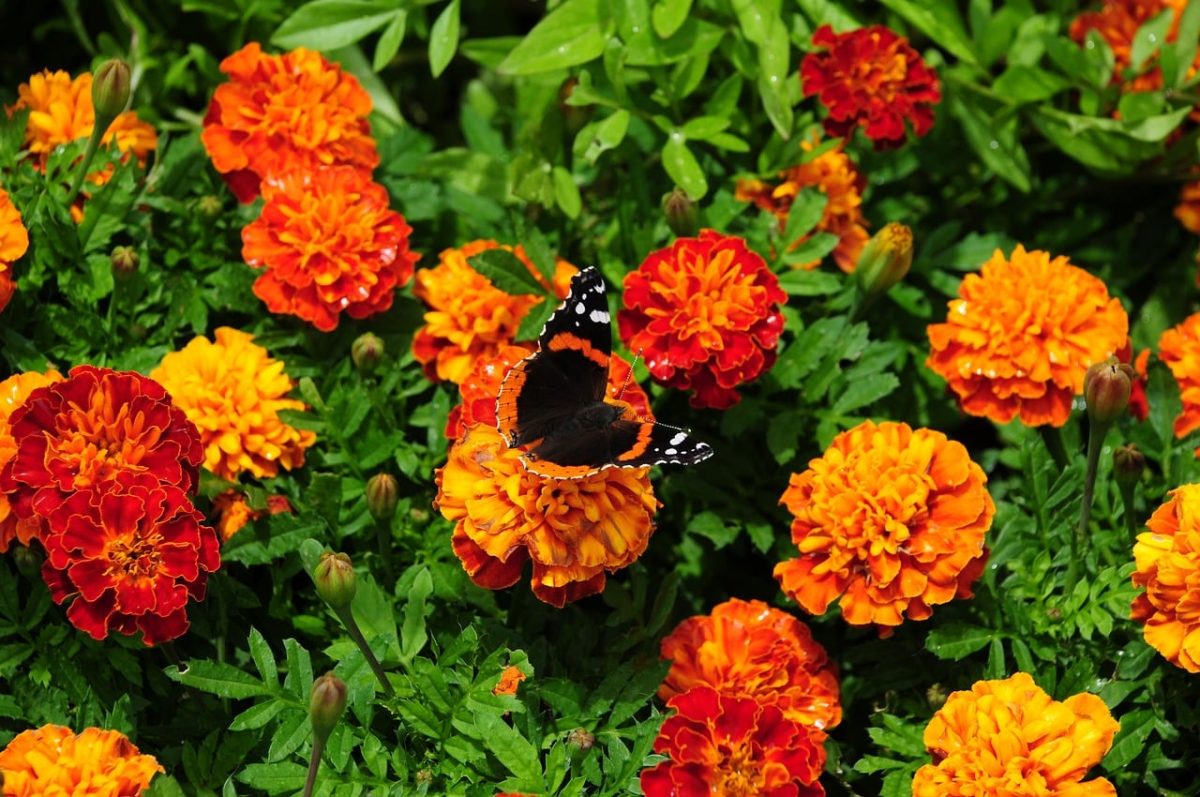 butterfly, flowers, summer, nature, garden, bloom, orange, red, green, wing, nectar, fresh, vibrant, colorful, detail, background, pest, focus, details, macro