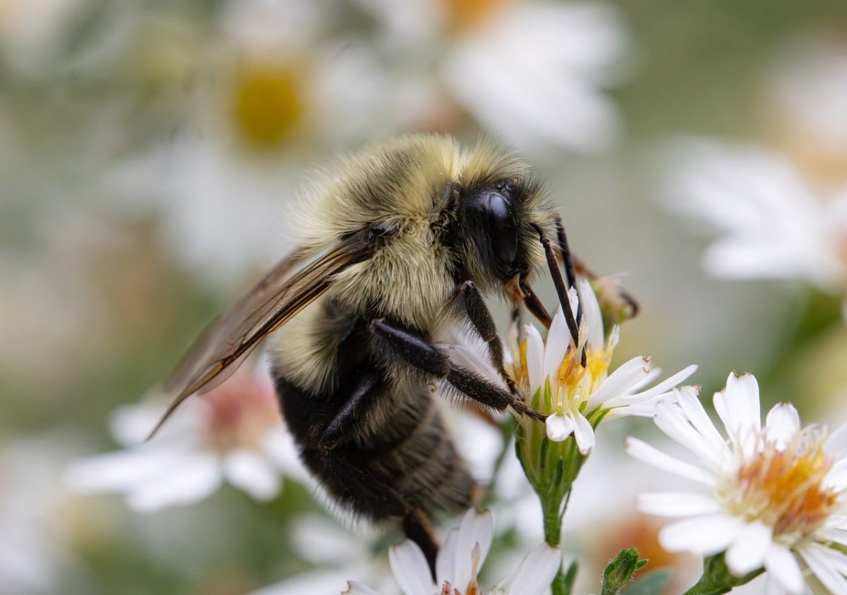 bee, pollination, insect, bumblebee, nature, flower, wings, beehive, natural world, yellow, garden, macro, flash, detail, spring, pollinator, mobility, beautiful flowers, ecosystem, flower wallpaper, flower background, wildlife