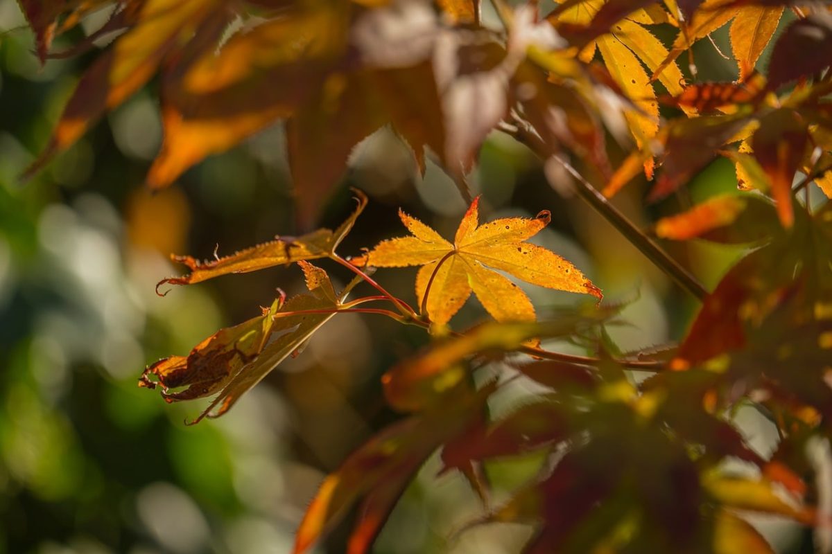 autumn, nature, leaf, orange, sunlight, sunshine, macro, brightness, foliage, natural light, outdoor, background, park, countryside, colorful, sunny, japanese maple, blur, shrub, details