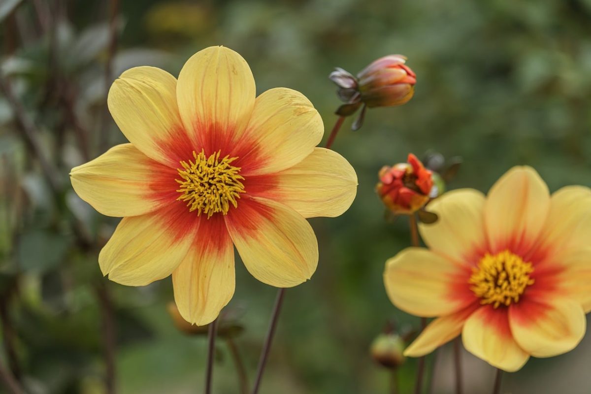 flower, yellow, orange, nature, macro, outdoor, blooming, summer, garden, beauty, fresh, colorful, delicate, nature photography, flowering plant, golden hour, simplicity, symmetry, bokeh