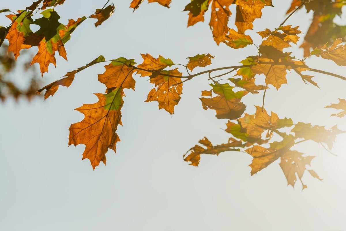 leaves, bright, autumn, sunshine, nature, golden, branches, clear sky, serene, natural light, background, outdoor, beauty, color contrast, bright scene, zen, cozy atmosphere, yellow color, clarity, balance