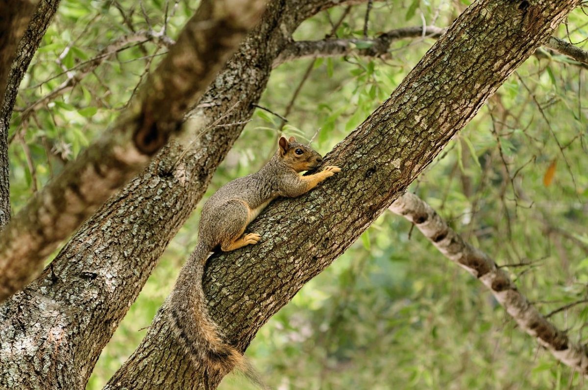 squirrel, nature, animal, rodent, wildlife, mammal, cute, tree, bark, forest, camouflage, natural, ecology, climbing, activity, outdoor, beautiful, forest environment, exploration, green